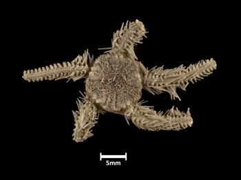 Media type: image;   Invertebrate Zoology OPH-2529 Description: Top down view of single ophiuroid specimen with a scale bar.;  Aspect: dorsal